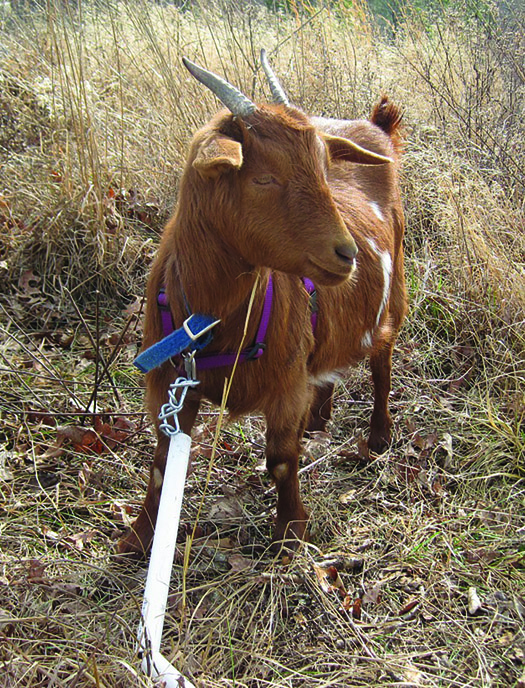 Goat Herding Tips Common GoatKeeping Mistakes to Avoid Grit